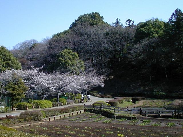 Yakushi-ike Park